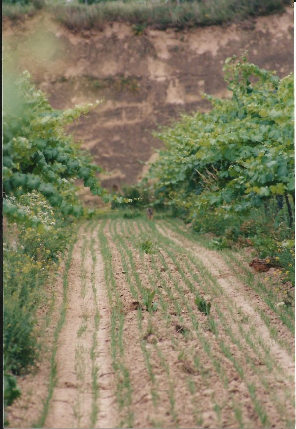 Chardonnay – Bild 2