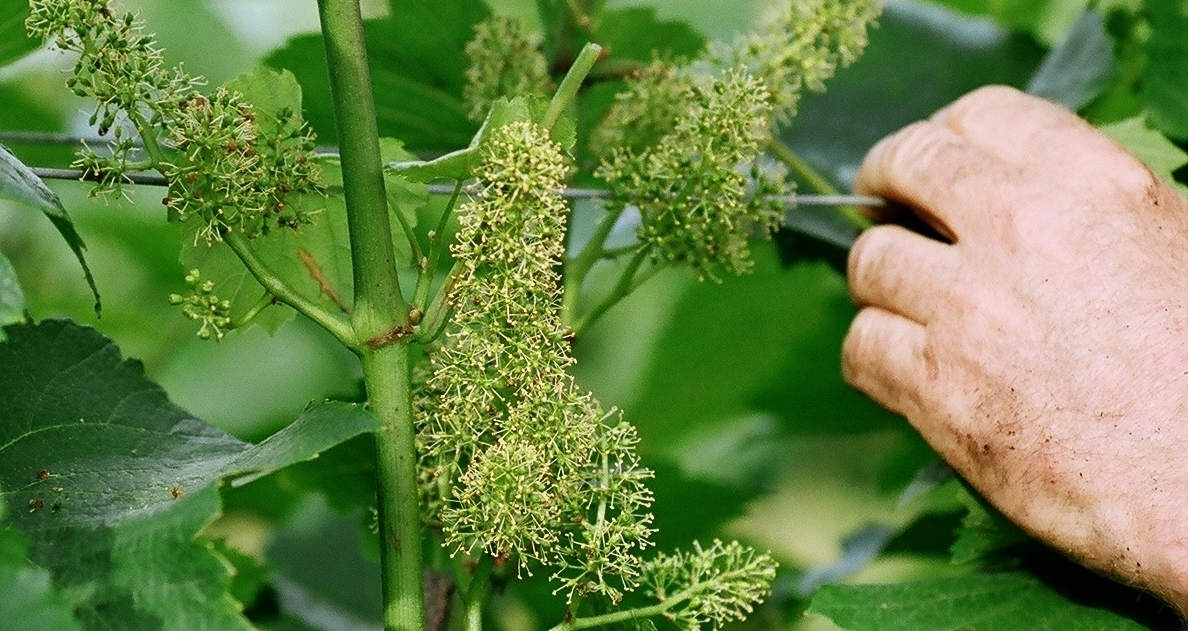 Weinblüte bei Loimer Biowein