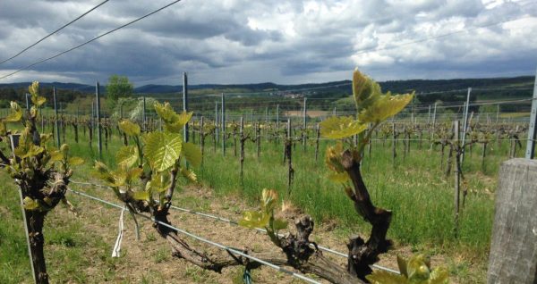 Loimerwein im Mai