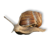 Loimerwein Schnecke