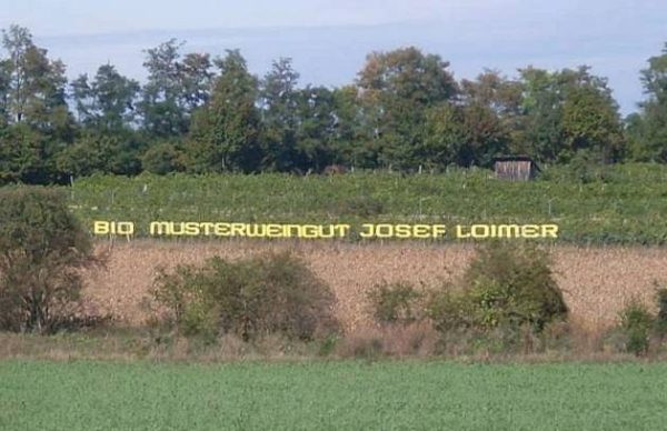 Weindurcheinander – Bild 2